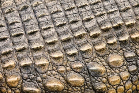 Reptile skin